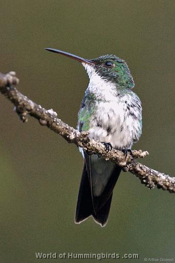 Hummingbird Garden Catalog: Plain-Bellied Emerald